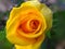 Yellow roses have one of the happiest rose color meanings.Â 